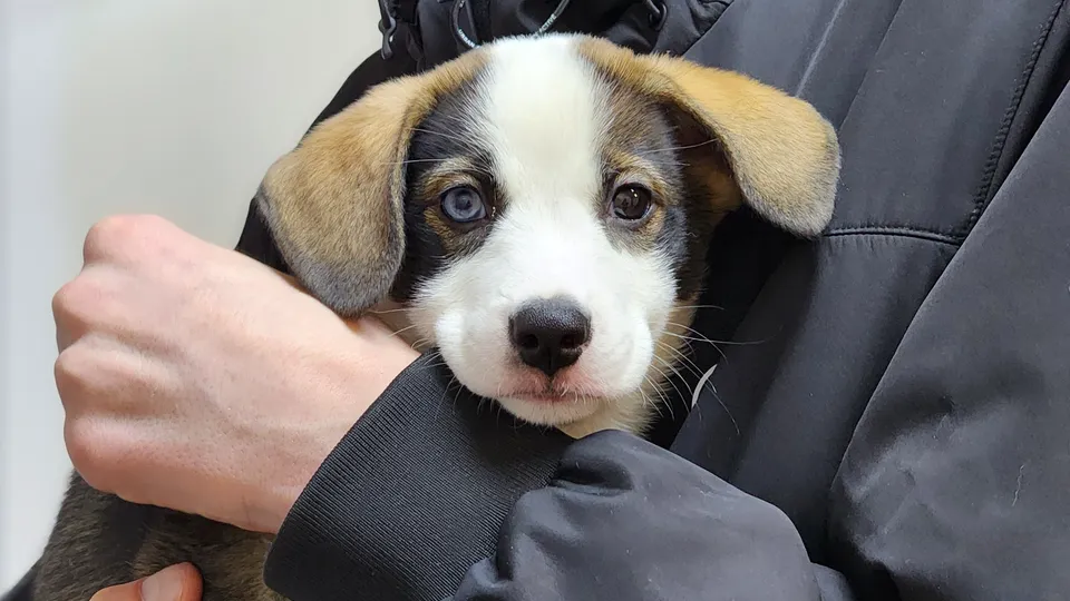 Фото: МедиаБанк Подмосковья/Валентина Максимова