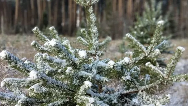 Комитет лесного хозяйства Московской области