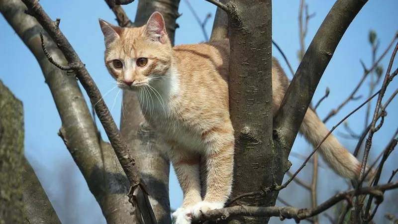 Котенка, который четыре дня просидел на дереве, спасли коммунальщики в Орехово-Зуево