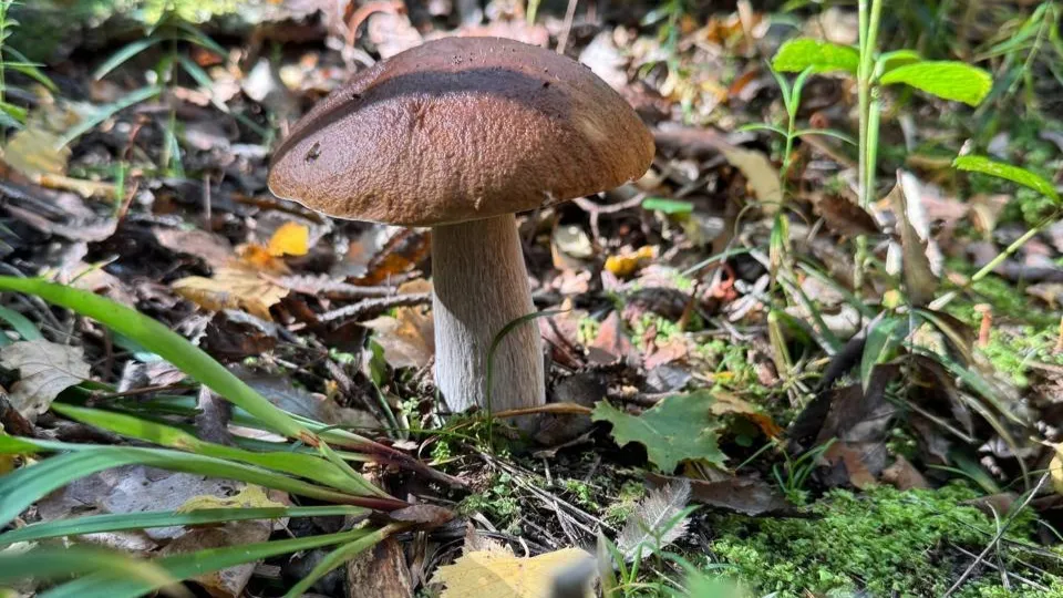 Фото: Сергей Воронин