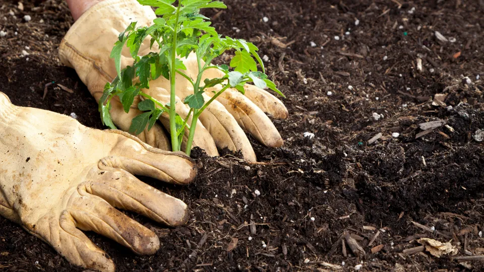 Фото: istockphoto.com