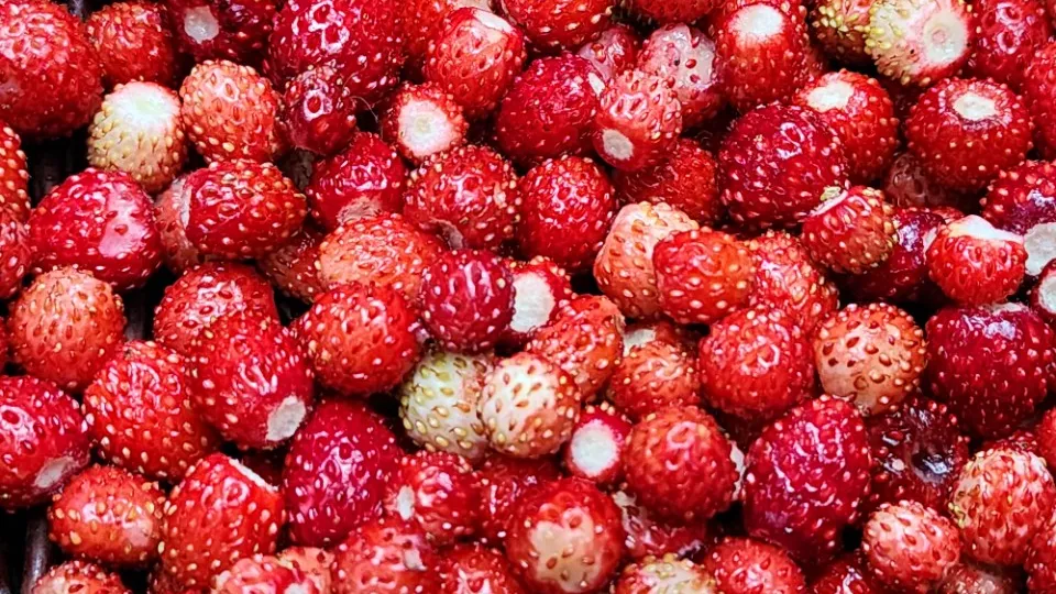 Фото: МедиаБанк Подмосковья/Ксения Пашуто