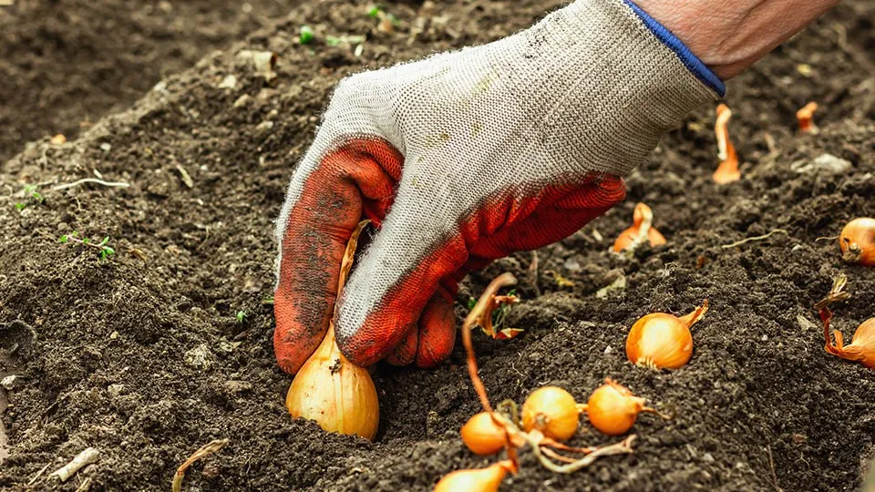 Фото: istockphoto.com/Fuzullhanum