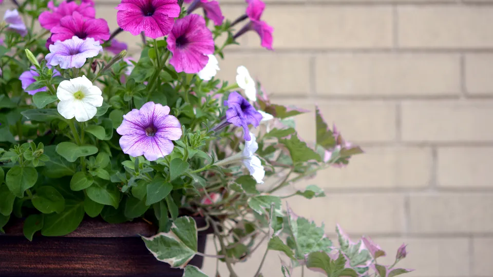 Фото: istockphoto.com/AnVyChicago