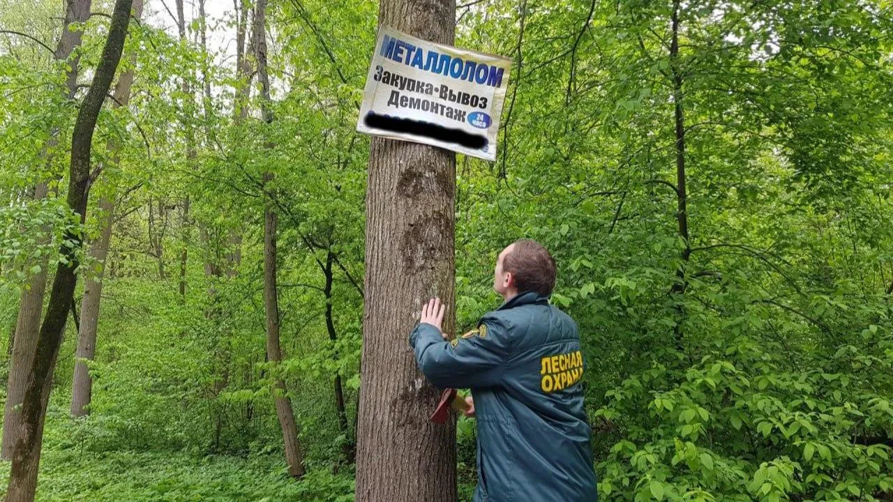 В лесах Подмосковья с начала 2025 года демонтировали более 2 тыс. незаконных рекламных конструкций