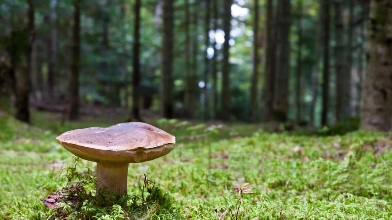 istockphoto.com/legna69