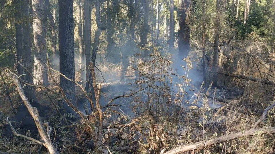 Фото: комитет лесного хозяйства Московской области