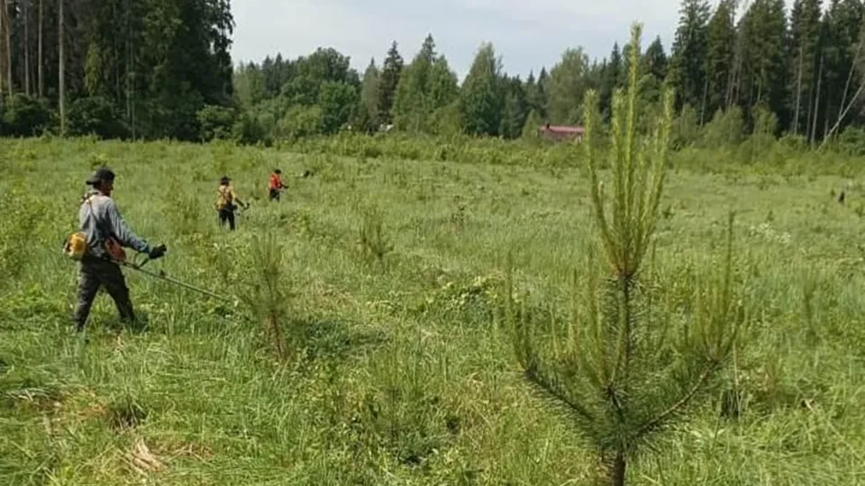 Фото: Комитет лесного хозяйства Московской области