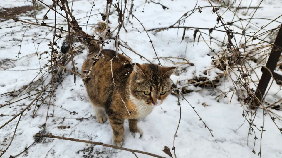 Фото: МедиаБанк Подмосковья/Екатерина Мелкозерова