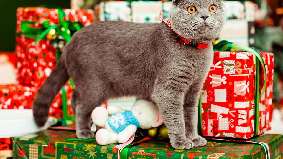 Фото: freepik.com