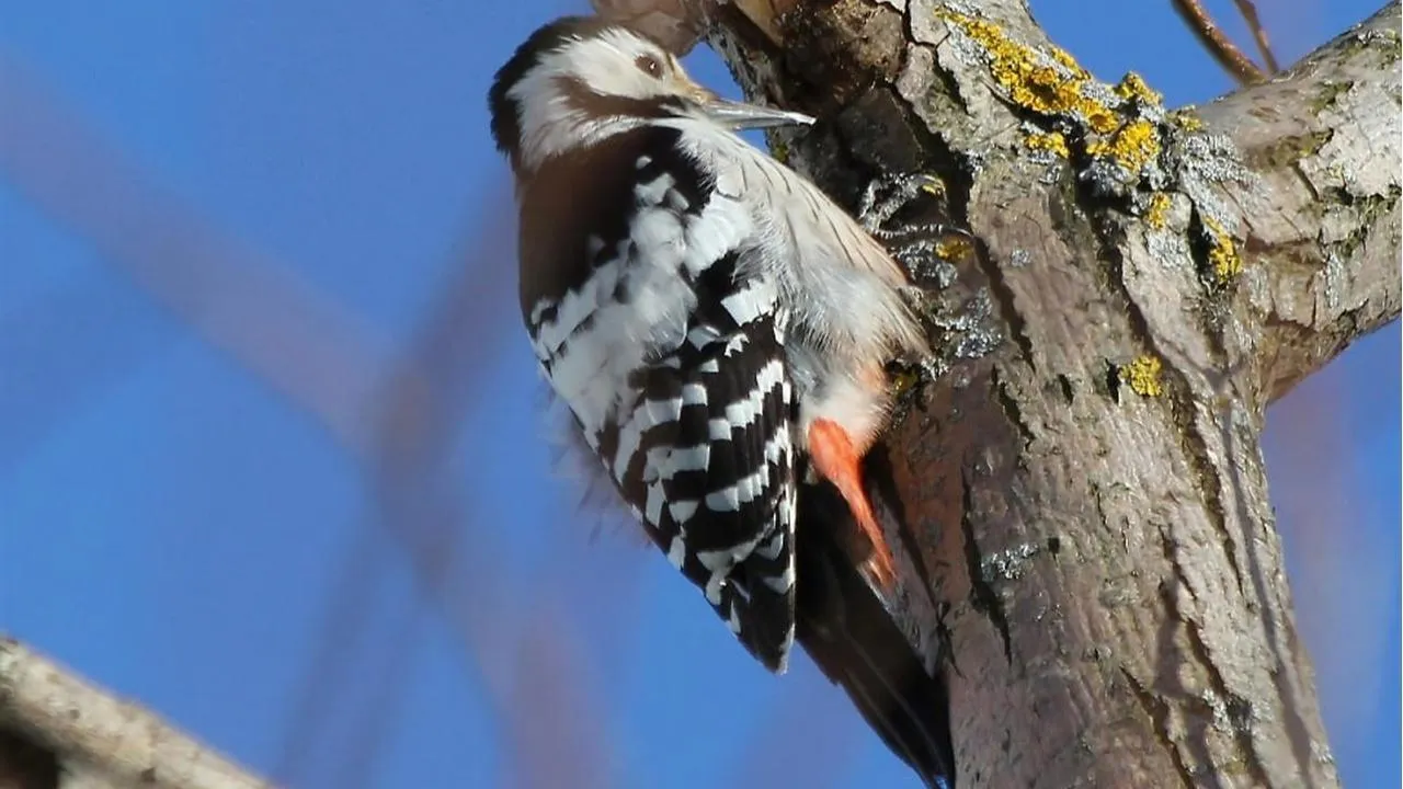 личный архив Константина Кошелева