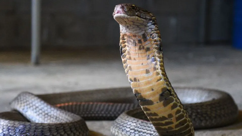 Фото: Медиаархив Подмосковья