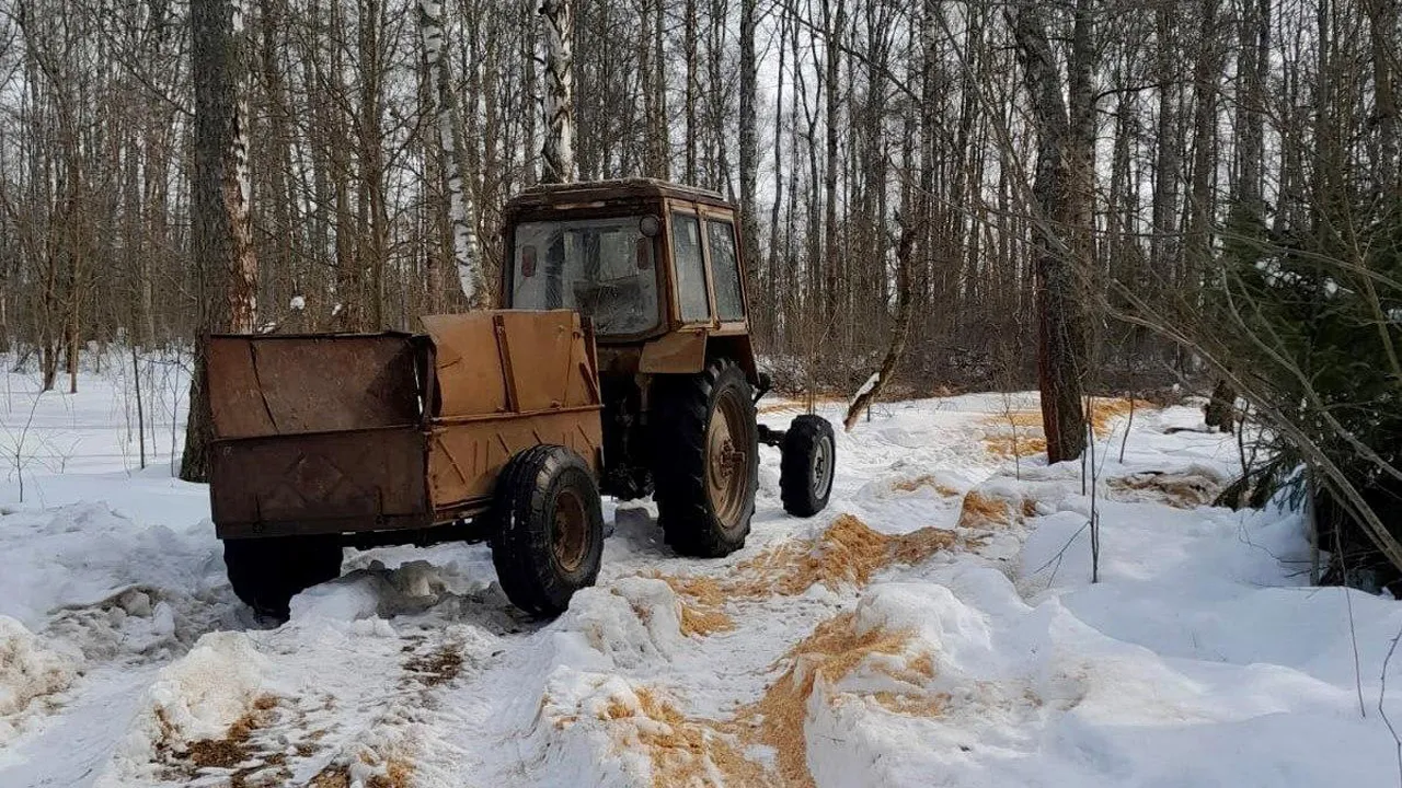 Фото: Ступинский филиал ГКУ МО «Мособллес»