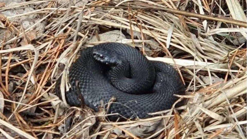 Фото: Алла Головатюк