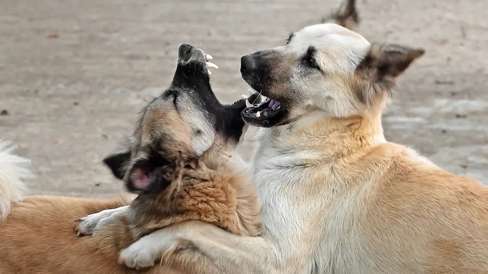 Фото: istockphoto.com/Backiris