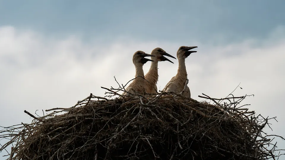 Фото: РИА Новости/Алексей Даничев
