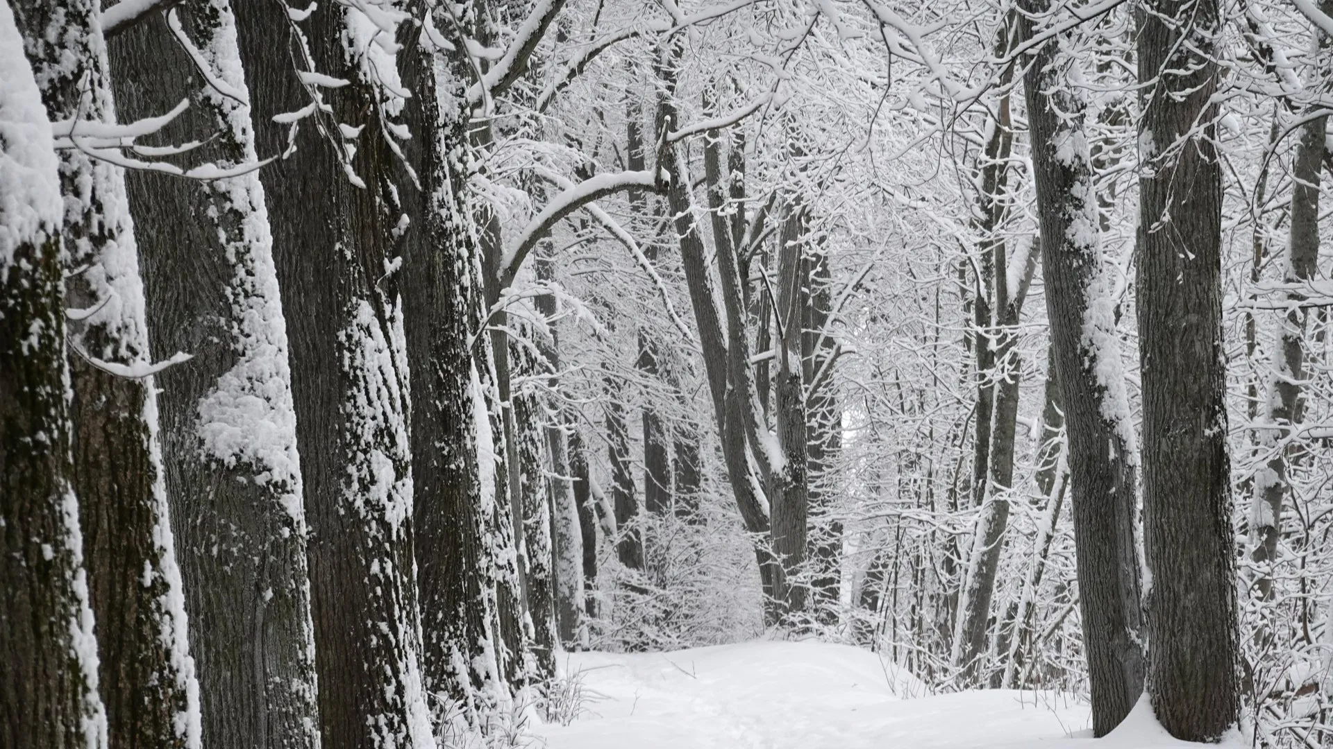 Фото: Александр Артеменков / Руза Заповедная