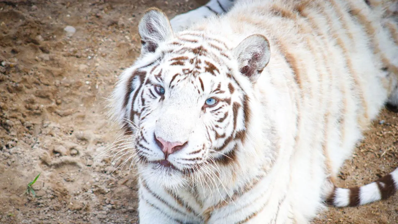 МедиаБанк Подмосковья/Данила Кирьянов