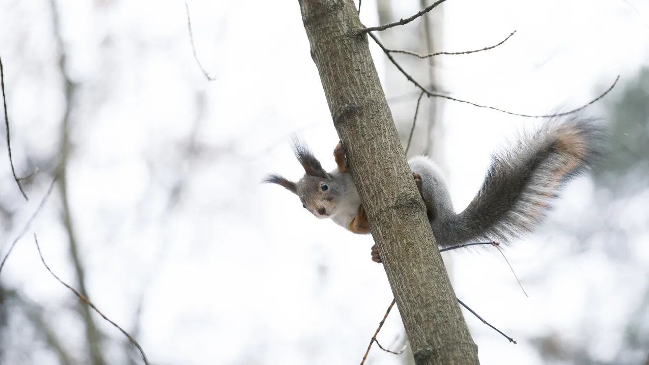 Медиаархив Подмосковья