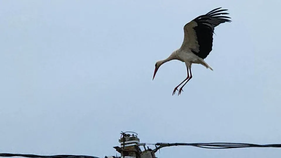 Фото: МедиаБанк Подмосковья/Дмитрий Беденко