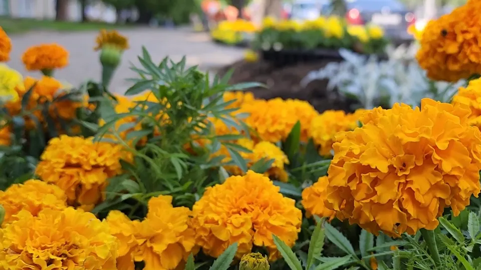 Фото: МедиаБанк Подмосковья/Никита Сморкалов