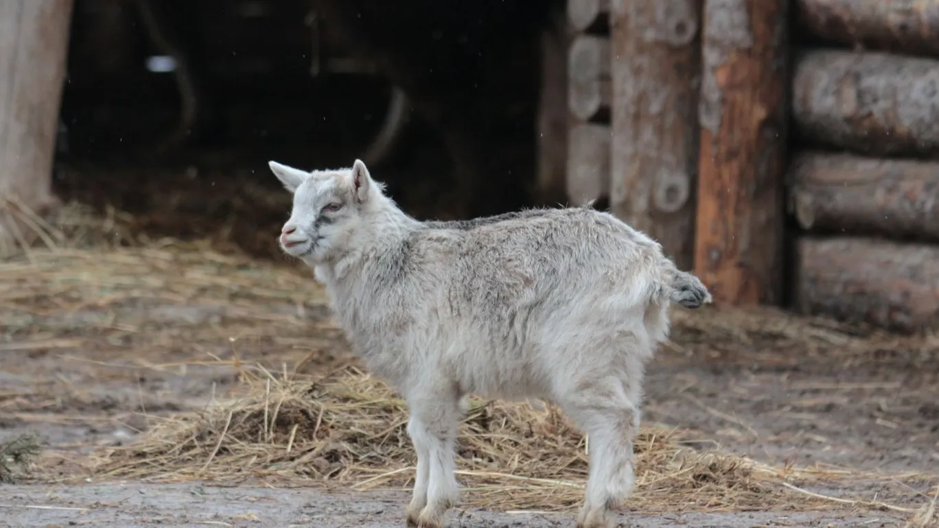 Фото: медиасток.рф