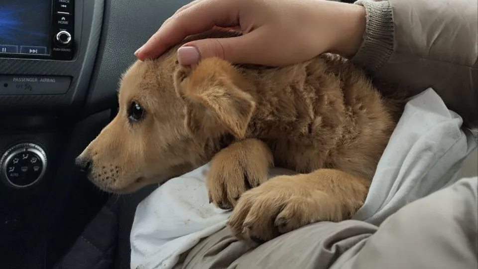 Фото: t.me/vidnye_martinci