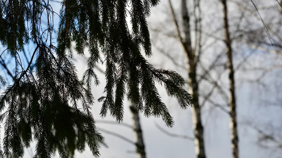 Фото: МедиаБанк Подмосковья/Дмитрий Зайчиков