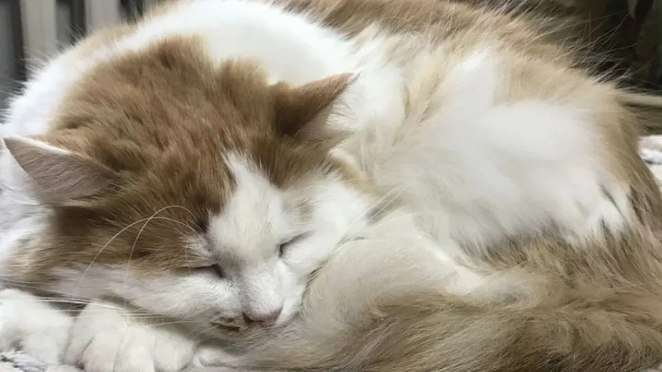 Фото: городская доска объявлений