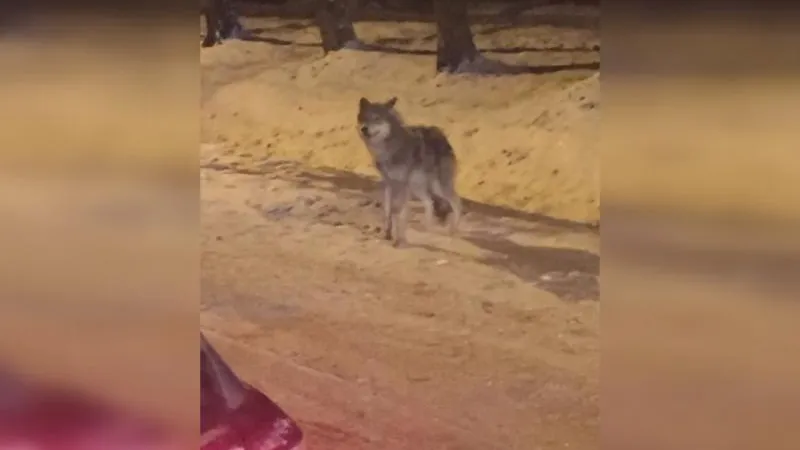 В Петербурге был замечен волк