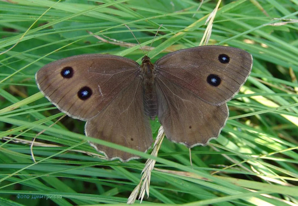 animalzoom.ru/фото Дмитриева