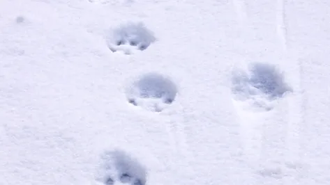 фото:.freepik.com