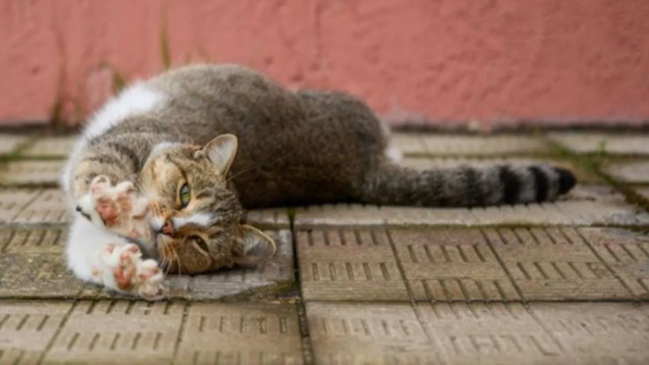 медиасток.рф