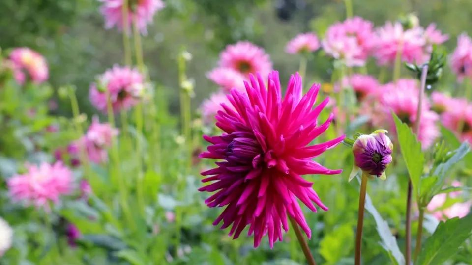 Фото: Музей А.П. Чехова «Мелихово»