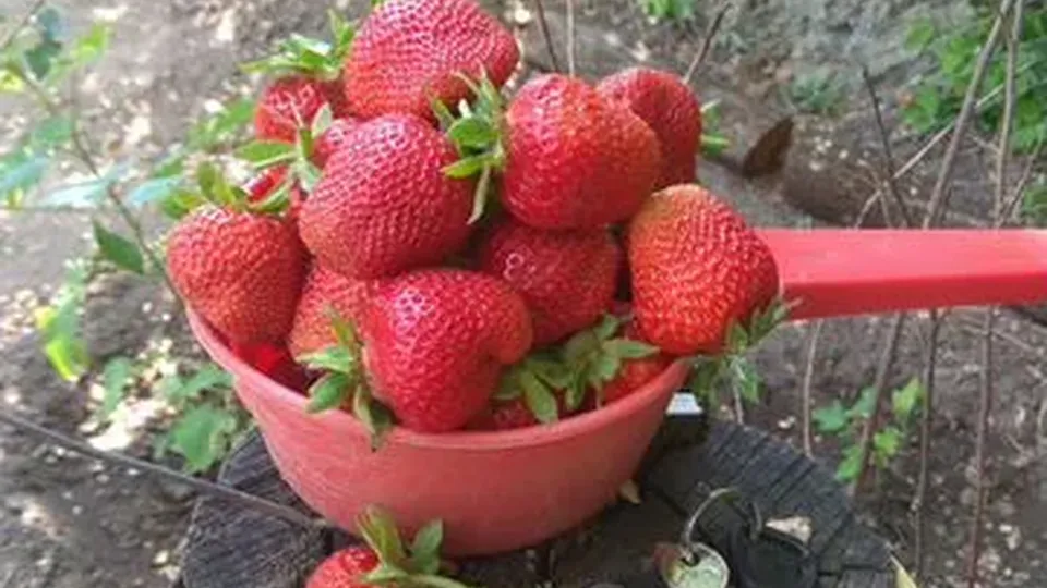 Фото: Городская доска объявлений