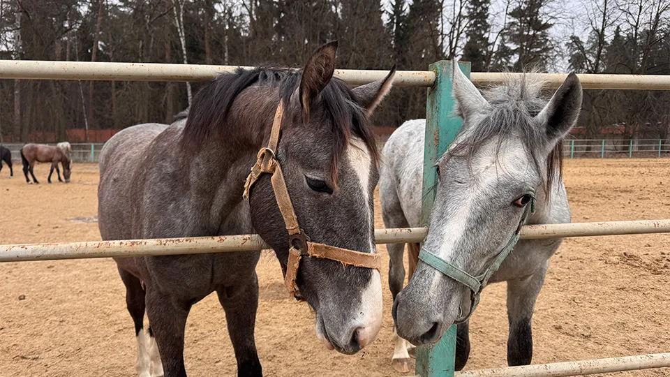 Фото: МедиаБанк Подмосковья/Мария Шматкова
