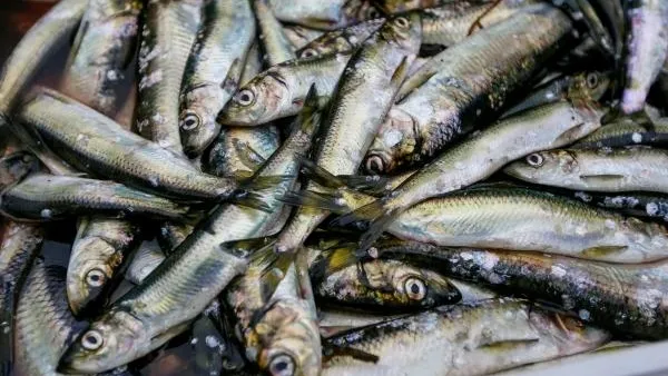 Эксперт рассказал, как выбрать селедку для праздничного стола