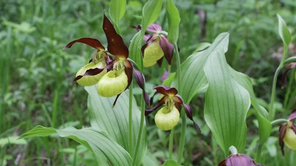 Фото: Е. Тихонова