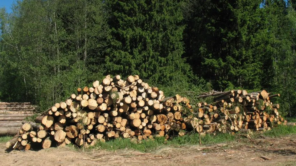 Фото: Комитет лесного хозяйства Московской области