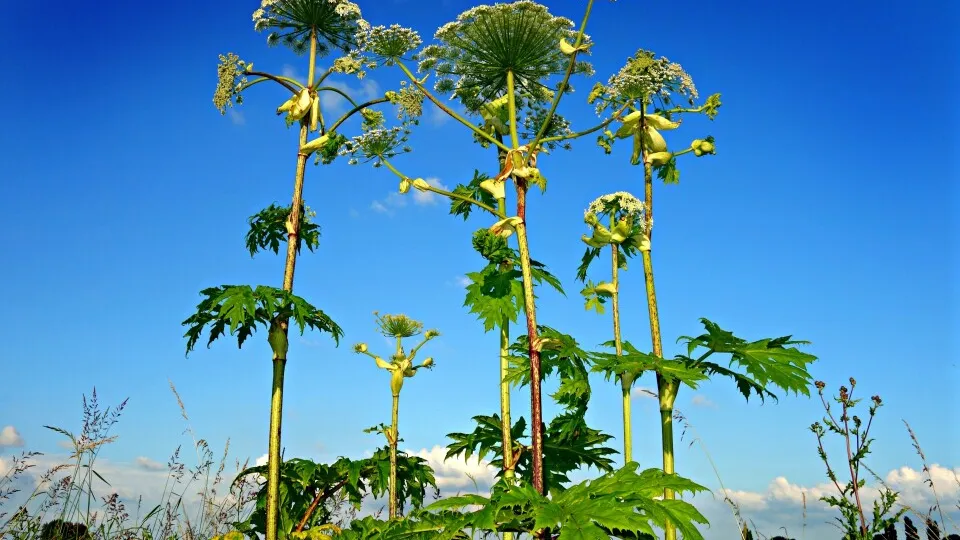 Фото: pxhere.com