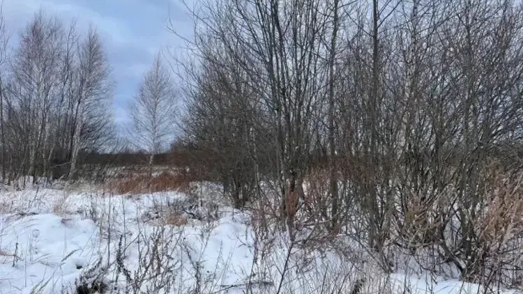Новые объекты выставили на земельно-имущественные торги в Подмосковье