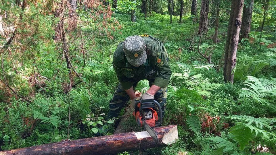 Фото: Комитет лесного хозяйства Московской области