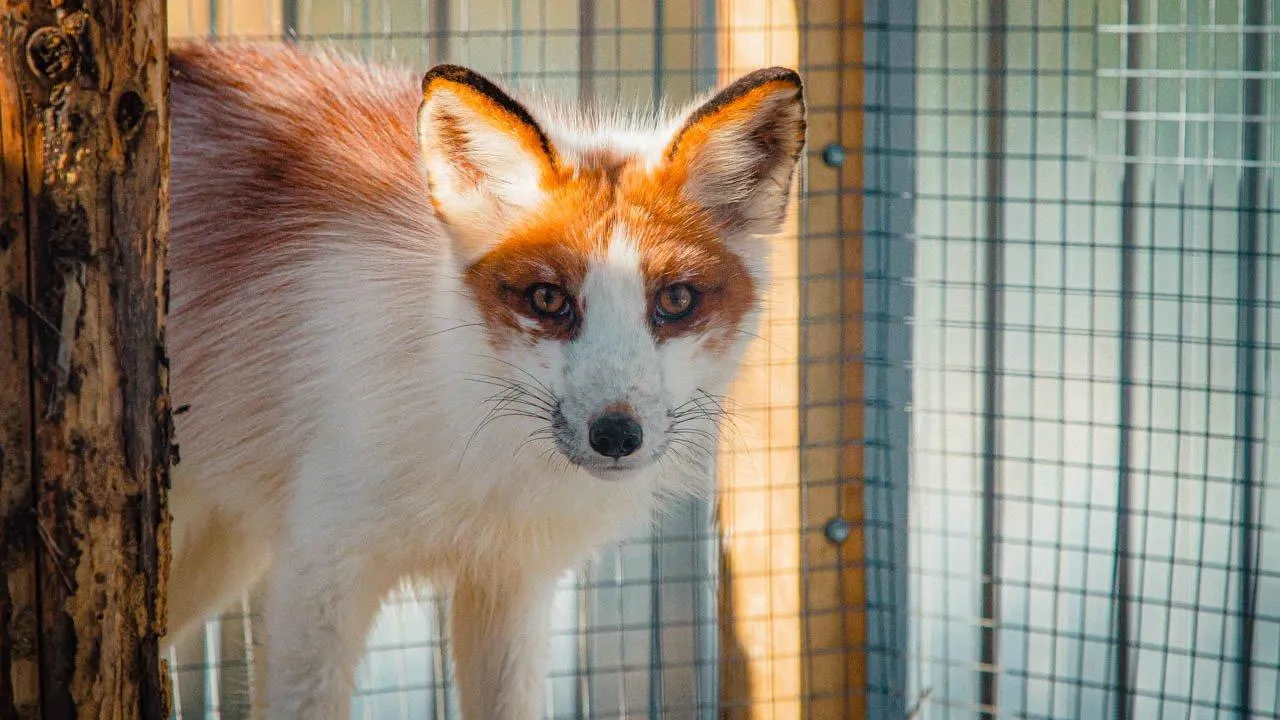 REGIONS/Владимир Ерастов