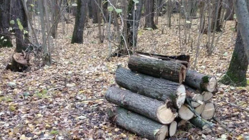 Пресс-служба Комитета лесного хозяйства МО