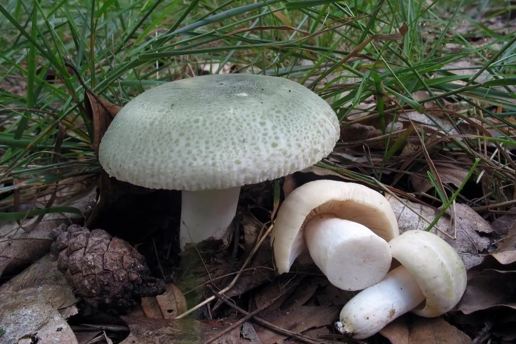 Министерство экологии и природопользования Московской области