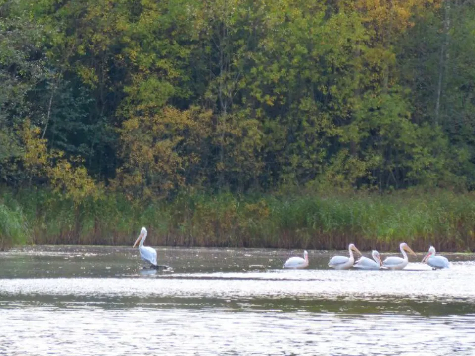 Фото: Центр воспроизводства редких видов животных