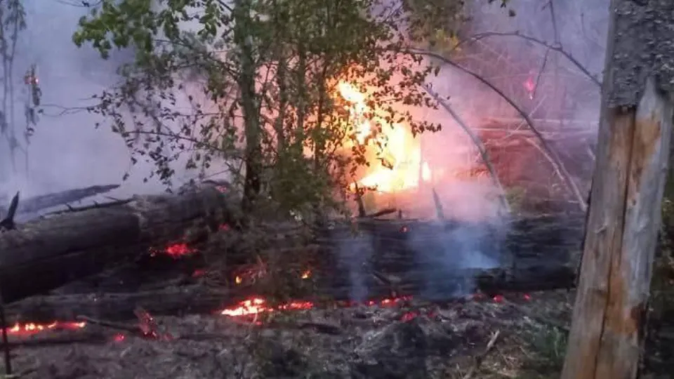 Фото: Комитет лесного хозяйства Московской области
