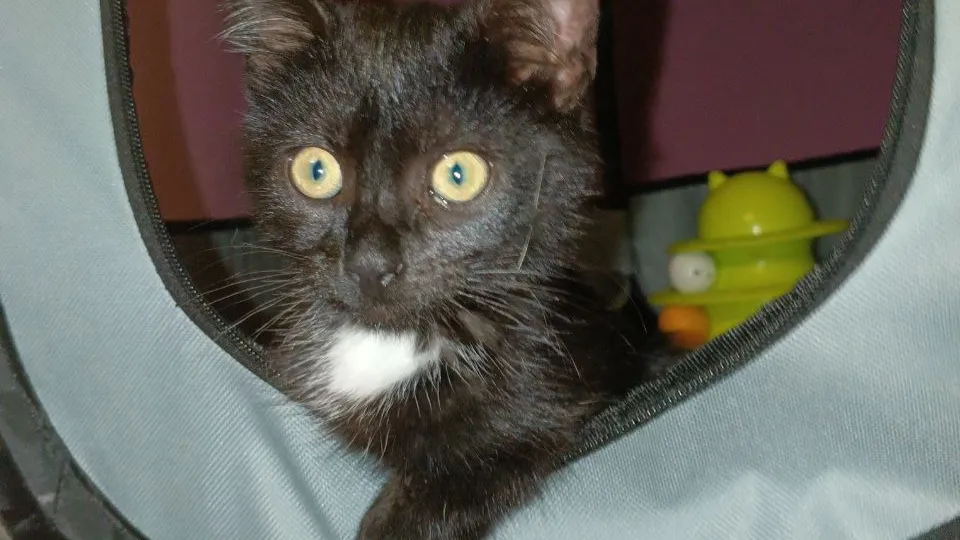 Фото: t.me/cat_tiki