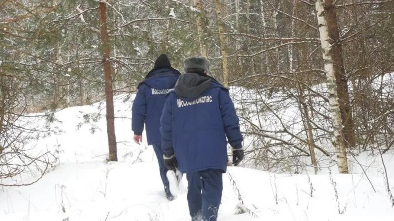 Одиннадцать заблудившихся вывели из лесов Подмосковья с начала года