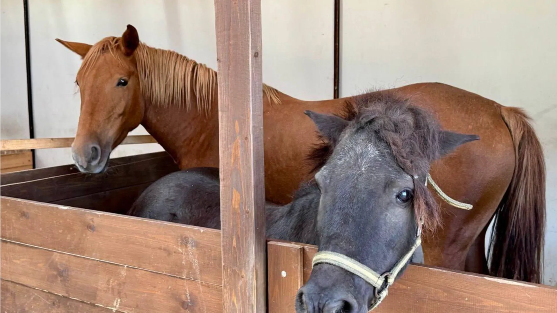 Фото: пресс-служба администрации г.о. Наро-Фоминск